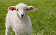 羊和羊能相配吗视频,羊和羊能相配吗