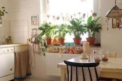 家具风水植物