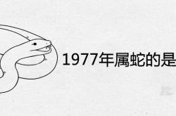 1977年属蛇的是什么命格,1977年属蛇的是什么命