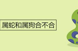 狗和蛇在一起对谁不利,属蛇和属狗合不合