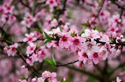 梦见桃花树开满桃花是什么意思,梦见桃花