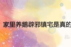 家里养几只鹅辟邪镇宅,家里养鹅辟邪镇宅是真的吗