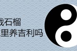 盆栽石榴家里养吉利吗视频,盆栽石榴家里养吉利吗