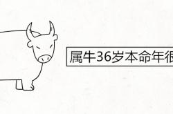 属牛36岁本命年太吓人了,属牛36岁本命年很可怕吗