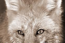 面相狐眼,脸相分析什么是狐眼