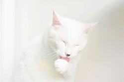 梦见白猫是什么意思(梦见白猫卧被子上)