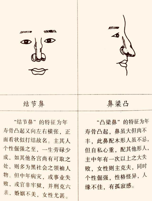 鼻型看命运图解图片