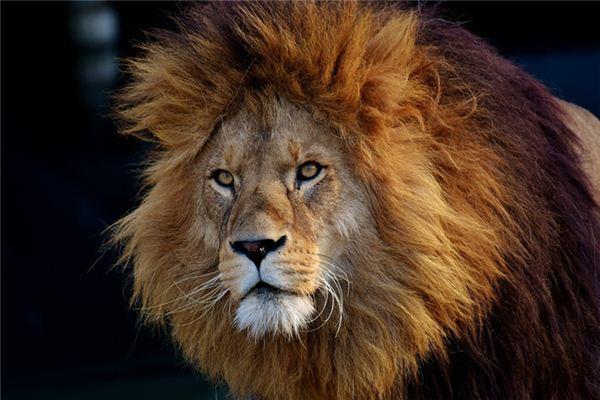 梦见狮子是什么预兆