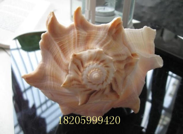 海螺壳有风水禁忌吗