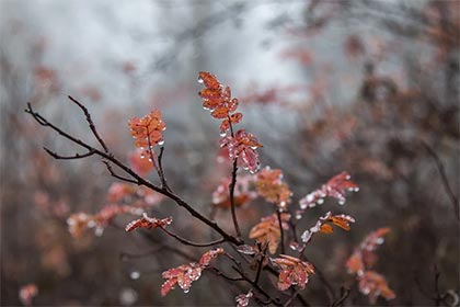 己丑日是什么意思