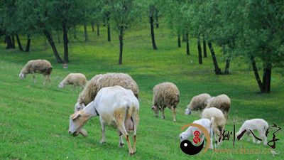 梦见放羊群是什么意思,梦见放羊
