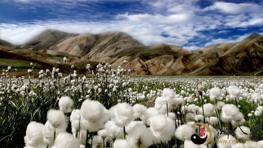 梦见棉花地里摘棉花,梦见棉花地