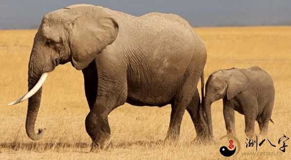 梦见大象和大象宝宝,梦见大象和大象