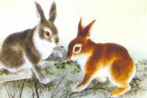 属兔人一生命运怎样 解析属兔人一生的运势