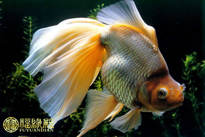 招财金鱼的颜色揭秘，什么颜色金鱼最招财是什么意思？