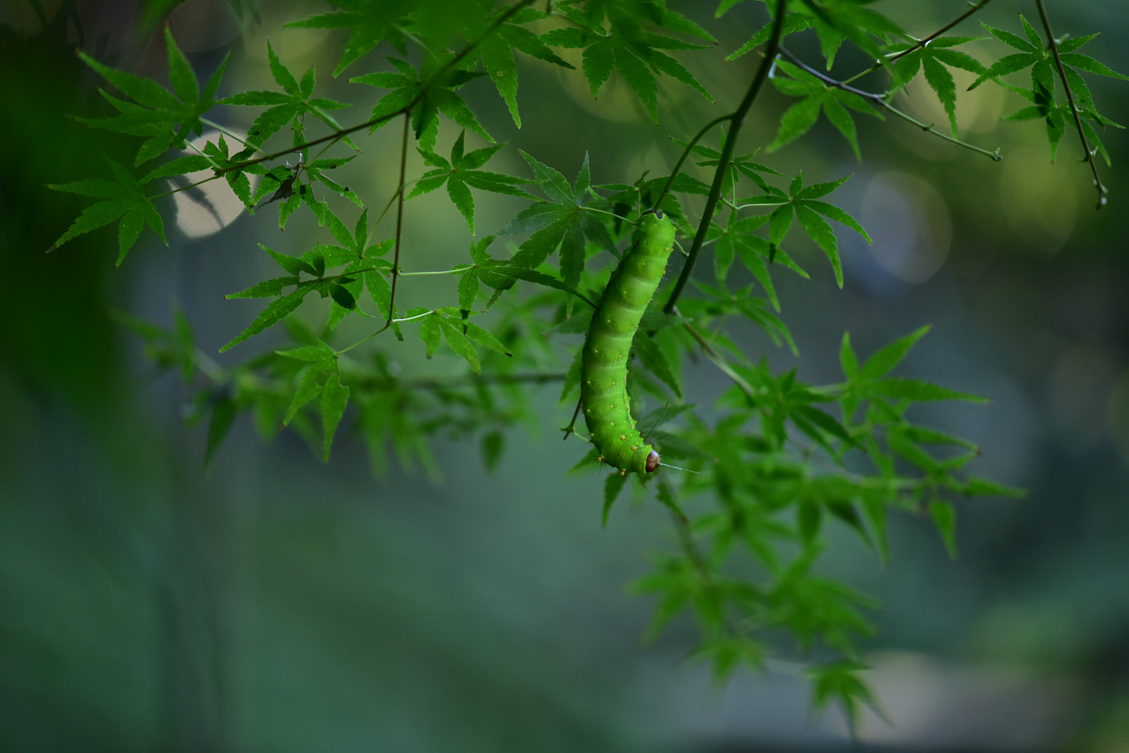 秋分是阳历的几月？秋分是看阳历时间还是阴历时间？