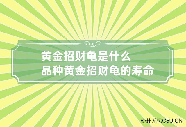 黄金招财龟是什么品种 黄金招财龟的寿命