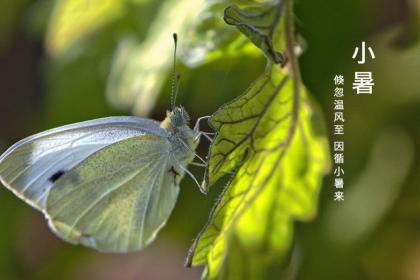 小暑三侯指的是什么