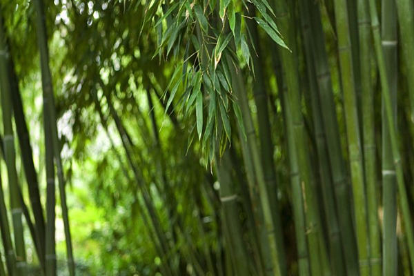 住宅大门旁种竹子好不好,风水命理,爱情