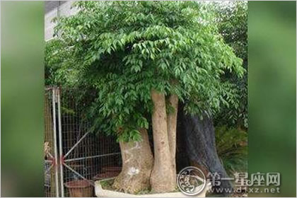 发财树的一种 聚财型发财树图片大全(图文),风水命理,家居