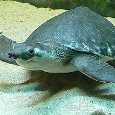 猪鼻龟为什么那么贵:猪鼻龟都是纯种的,目前没有杂交品种