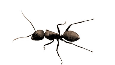梦见蚂蚁,梦见蚂蚁代表什么意思？