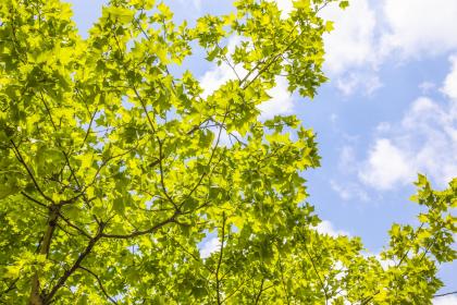 红沙日是按月还是按节确定,2020年红沙日4月19日谷雨节气可以结婚嫁娶吗