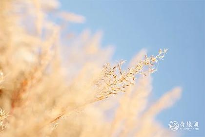 高考送花送什么花好