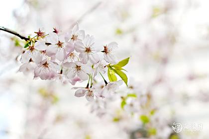 高考送花送什么花好