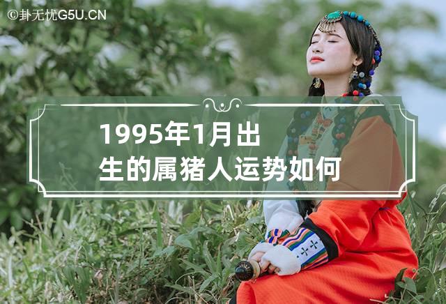 1995年1月出生的属猪人运势如何