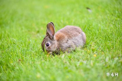 属兔人2021年农历六月运势,生肖属兔的人在2024年农历六月的运势顺不顺利