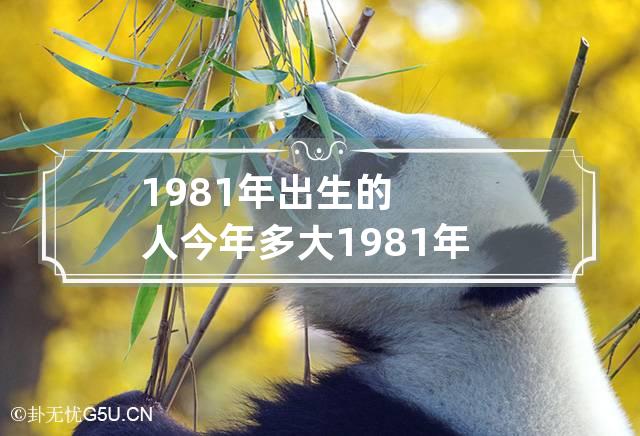 1981年出生的人今年多大 1981年出生的人现在多少岁