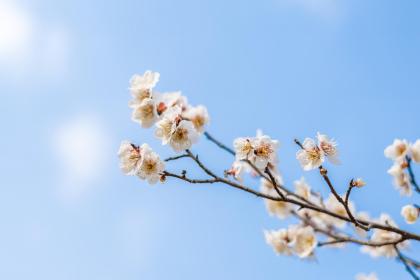 立春和春分的含义是什么意思,立春和春分的区别是什么